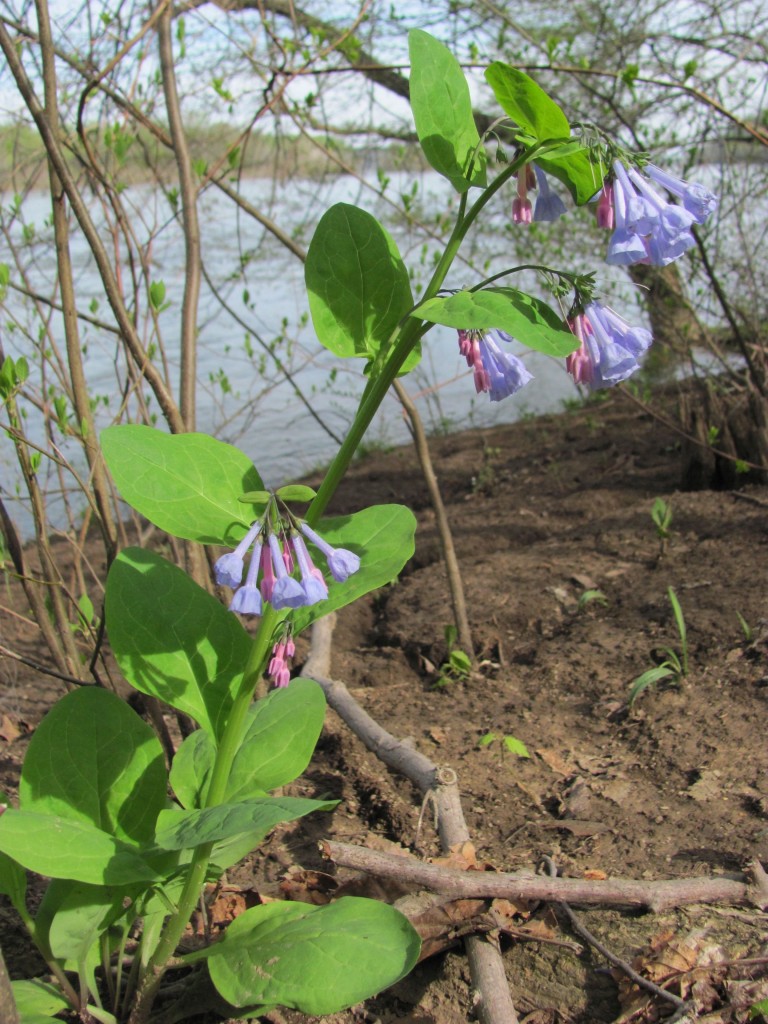 Susquehanna State Park, Maryland.Sunday, April, 21, 2013 www.thesanguineroot.com