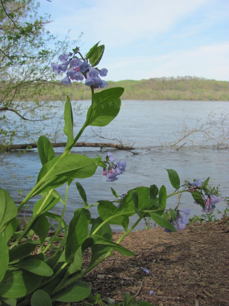 Susquehanna State Park, Maryland.Sunday, April, 21, 2013 www.thesanguineroot.com