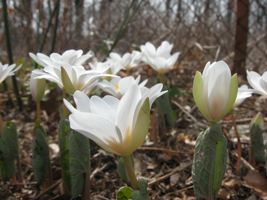 Bloodroot Blooms in our yard