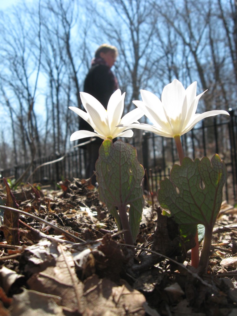 Bloodroot blooms in the yard, Philadelphia Pennsylvania