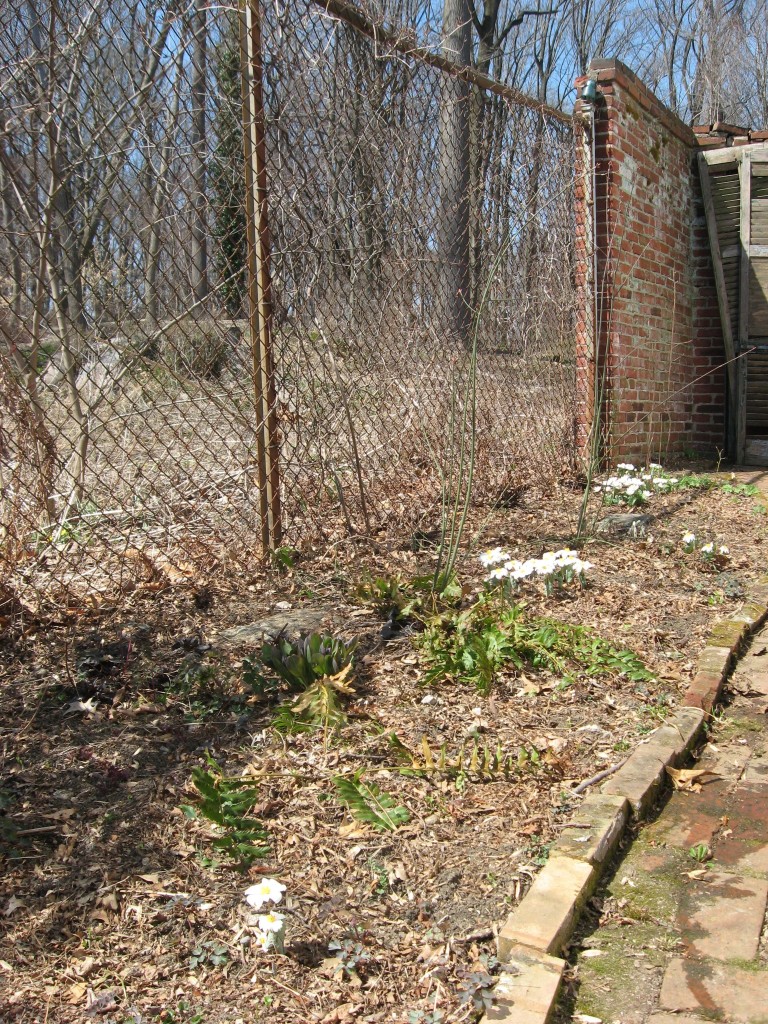 Bloodroot blooms in the yard, Philadelphia Pennsylvania