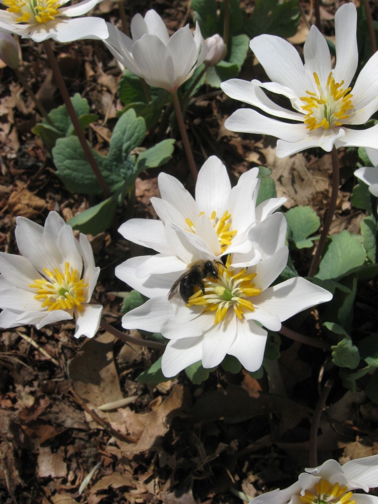 Bloodroot blooms in the yard, Philadelphia Pennsylvania