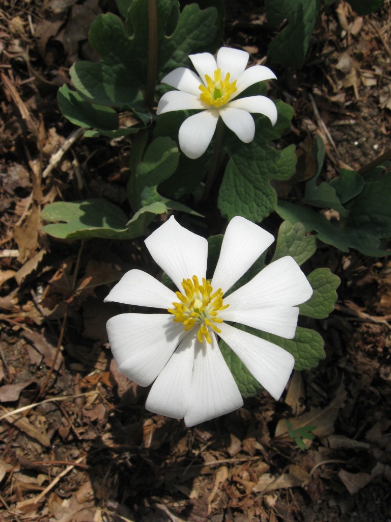 Bloodroot blooms in our native spring wildflower garden