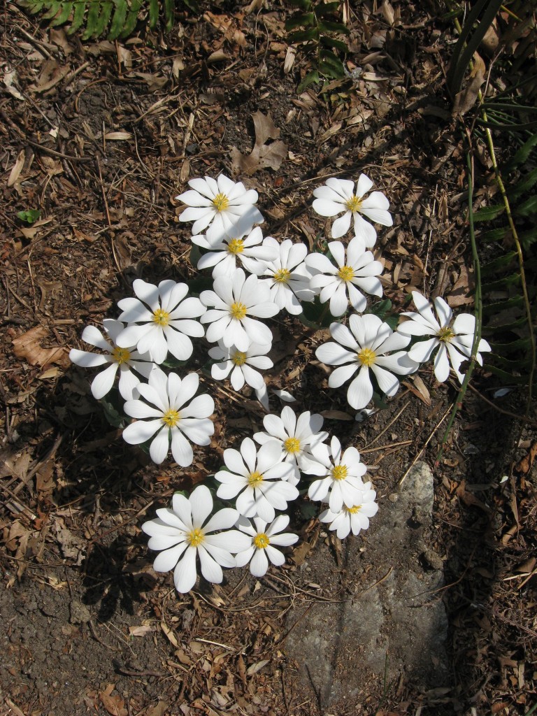 Bloodroot blooms in our native spring wildflower garden. www.thesanguineroot.com