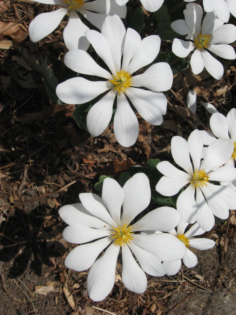 Bloodroot blooms in our native spring wildflower garden. www.thesanguineroot.com