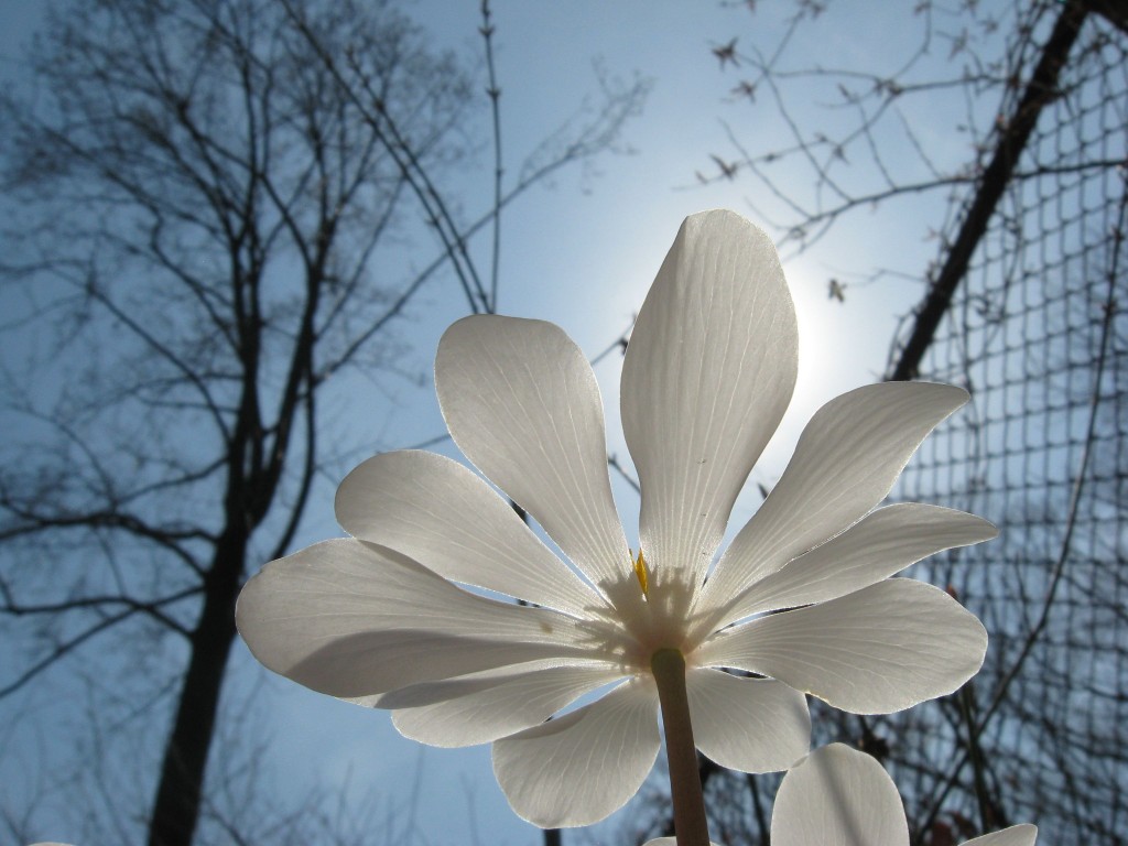 Bloodroot blooms in our native spring wildflower garden. www.thesanguineroot.com