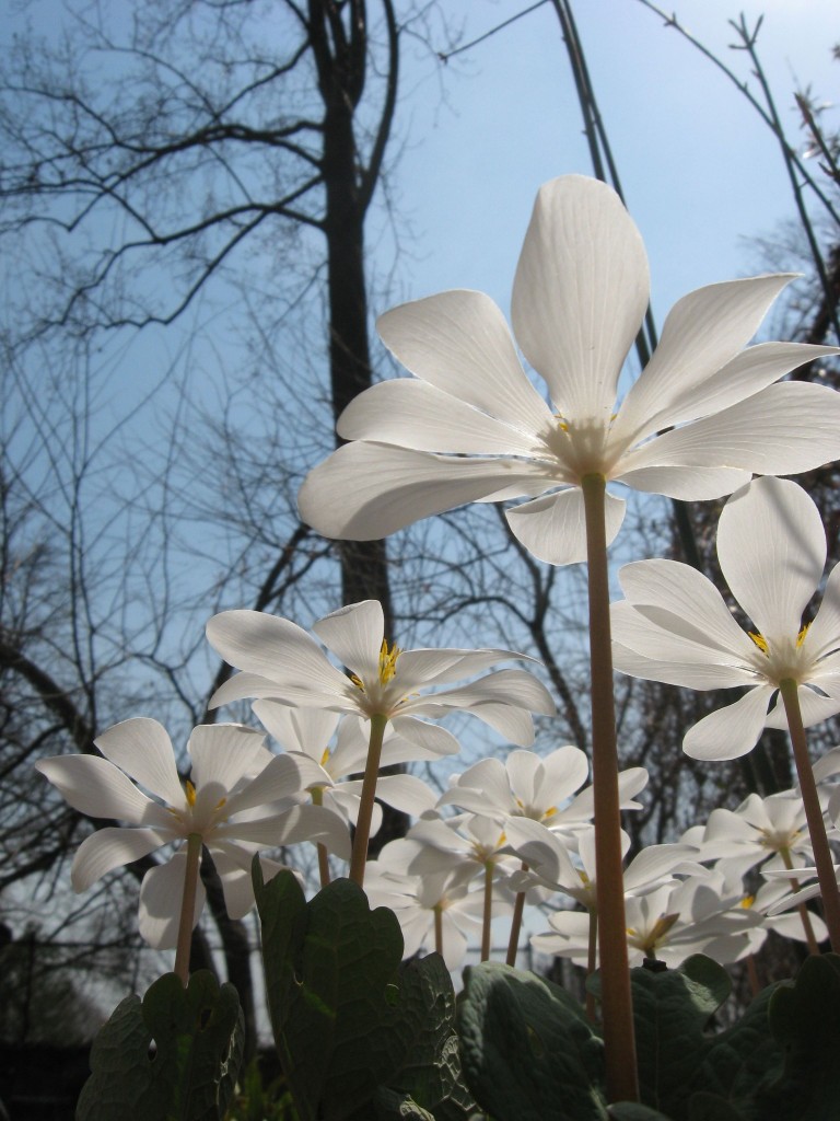 Bloodroot blooms in our native plant spring wildflower garden. www.thesanguineroot.com