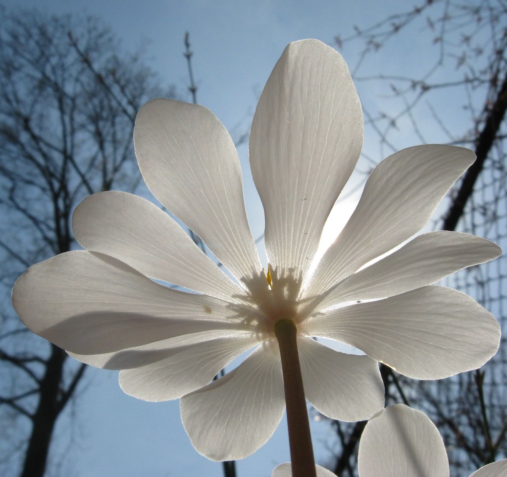 Bloodroot blooms in our native plant spring wildflower garden. www.thesanguineroot.com