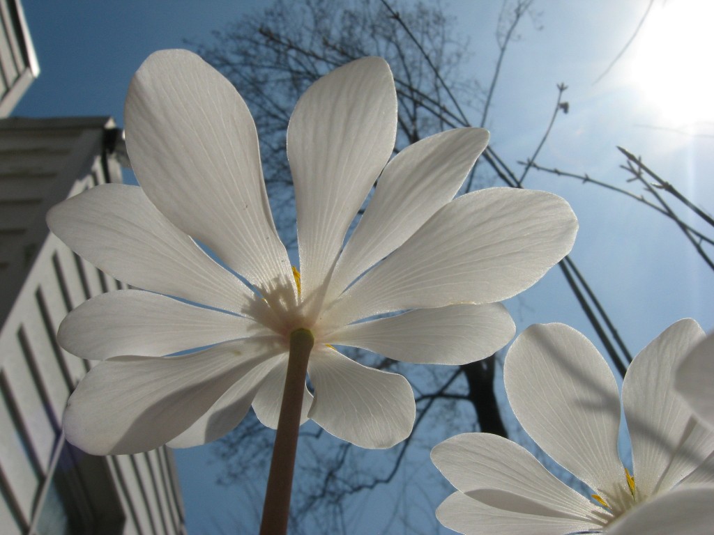 Bloodroot blooms in our native plant spring wildflower garden. www.thesanguineroot.com