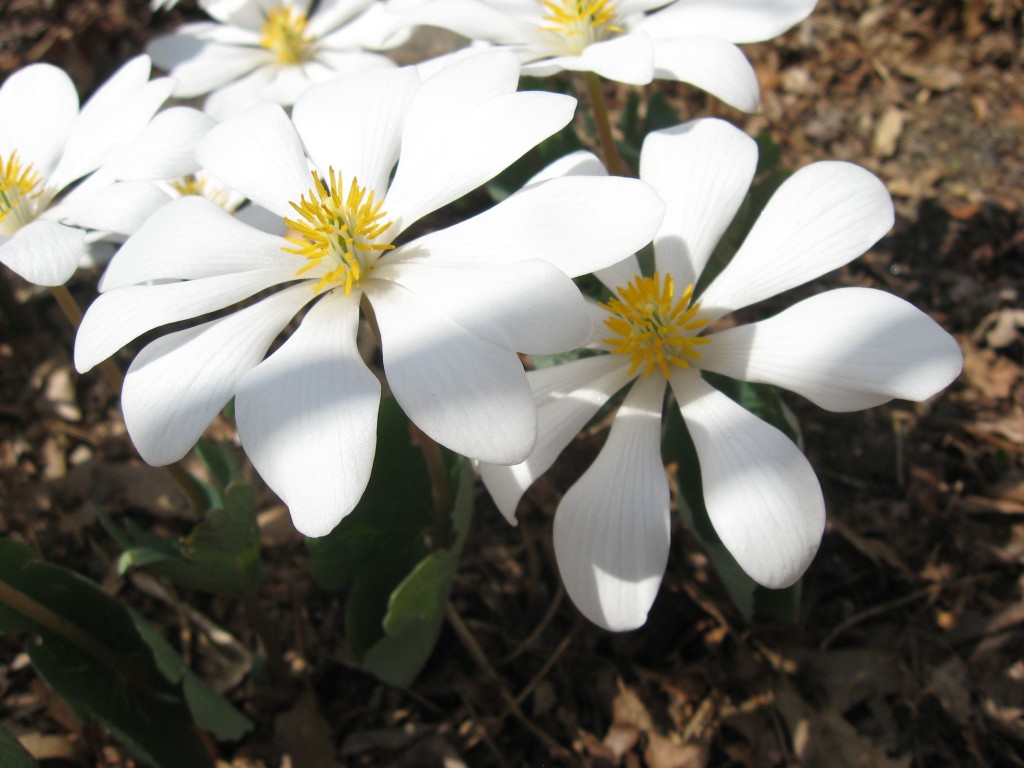 Bloodroot blooms in our native plant spring wildflower garden. www.thesanguineroot.com