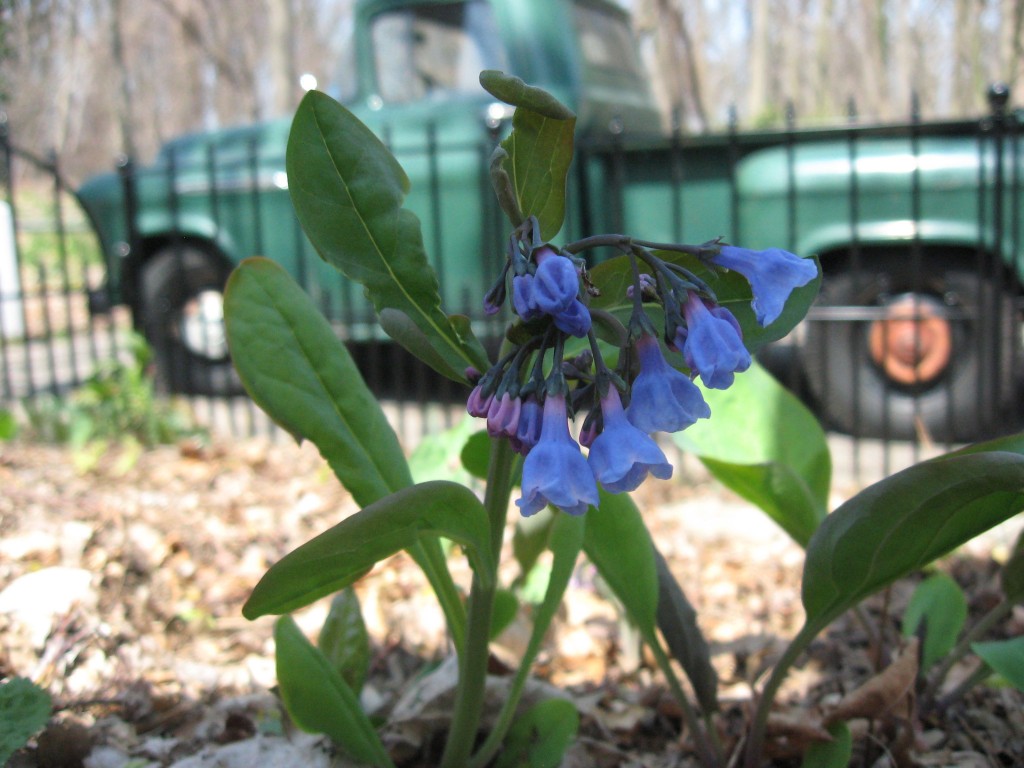 Bluebells bloom with 1956 Chevrolet stepside pickup. www.thesanguineroot.com 