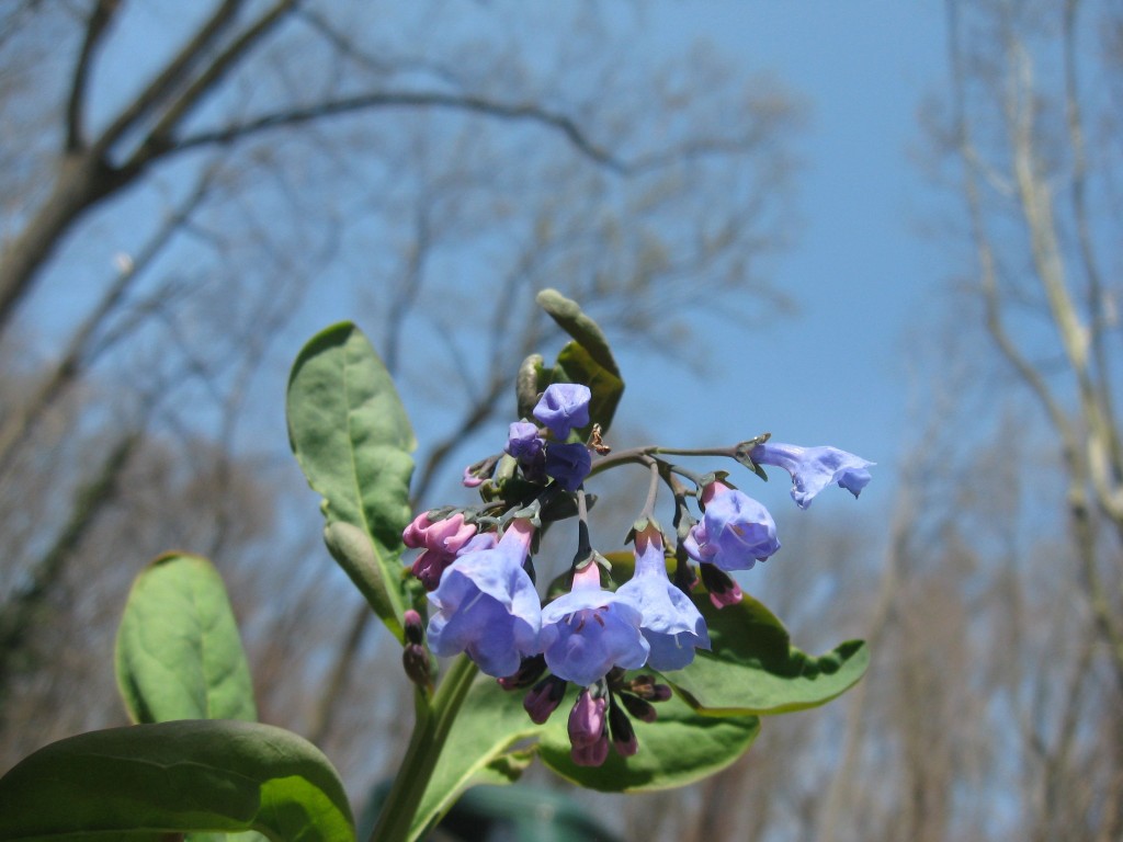 Bluebells bloom in our garden. www.thesanguineroot.com 