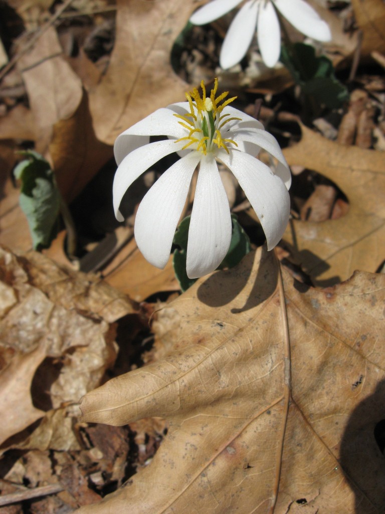  Bloodroot blooms in Morris Park, Philadelphia, Tuesday April 9th, 2013, www.thesanguineroot.com