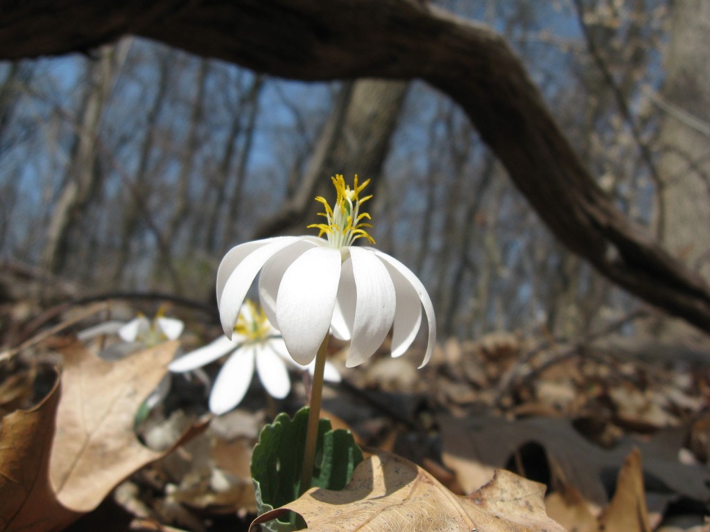  Bloodroot blooms in Morris Park, Philadelphia, Tuesday April 9th, 2013, www.thesanguineroot.com