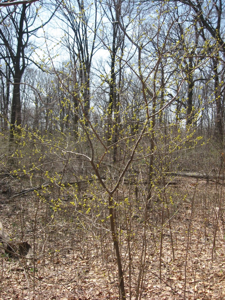 Spicebush blooms and Mayapples emerge from the earth in Morris park. www.thesanguineroot.cm