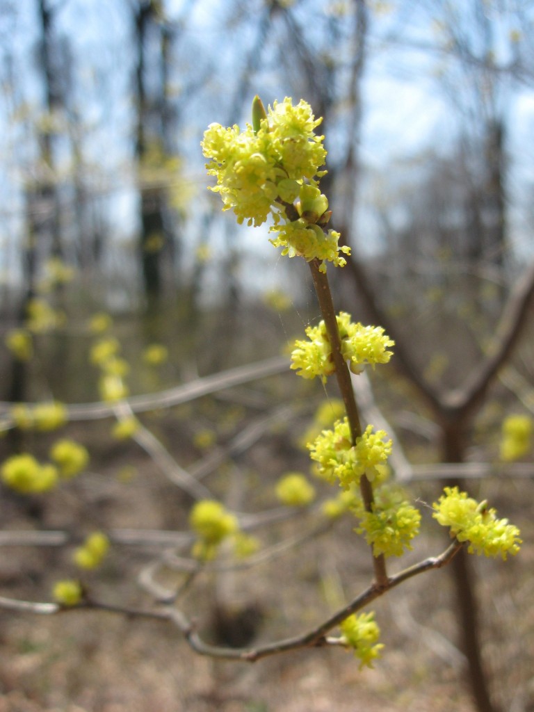 Spicebush blooms and Mayapples emerge from the earth in Morris park. www.thesanguineroot.cm