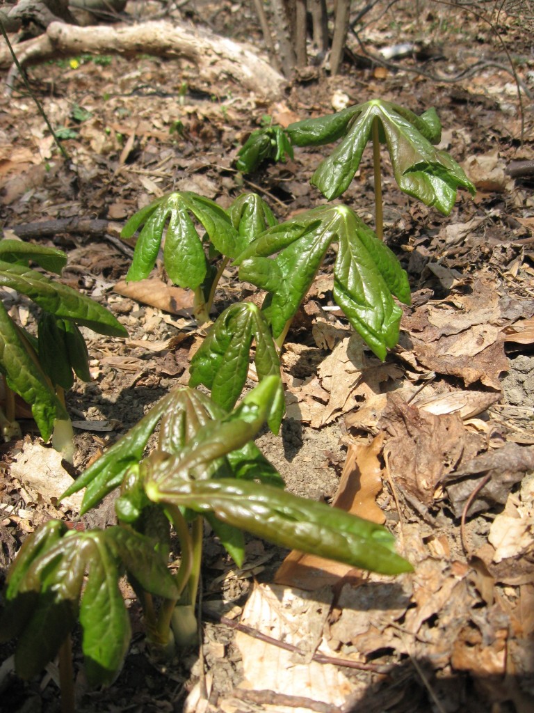  Spicebush blooms and Mayapples emerge from the earth in Morris park. www.thesanguineroot.com