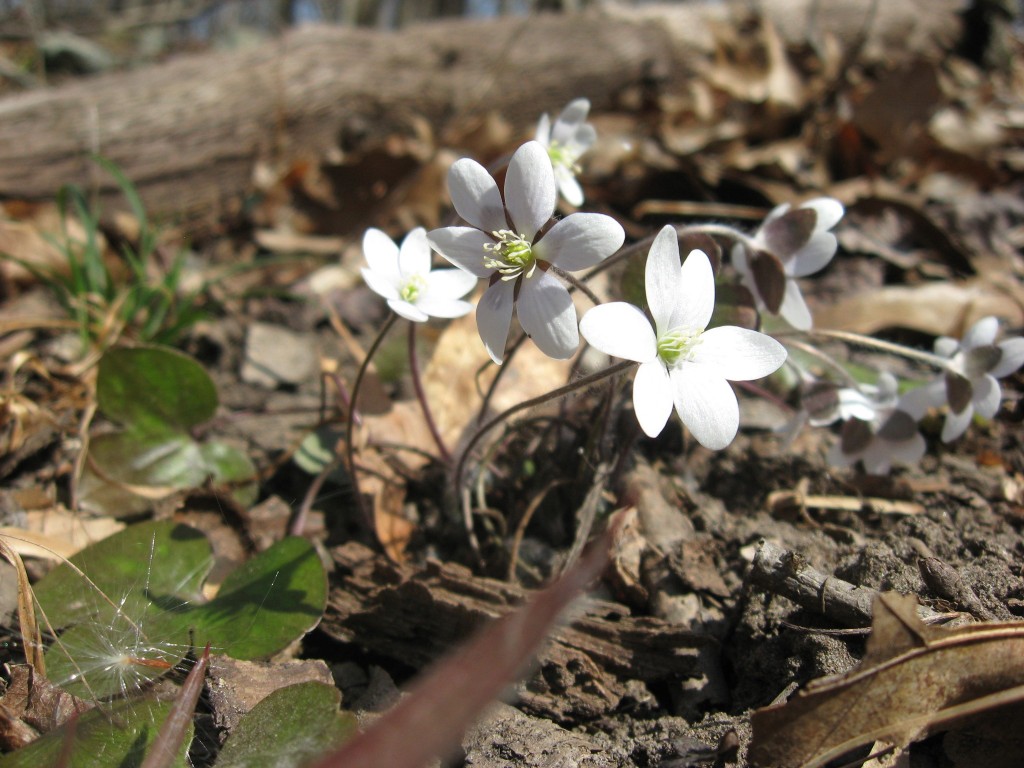 Round -lobed Hepatica blooms at Bowmans Hill Wildflower Preserve. Tuesday, April, 9th, 2013, www.thesanguineroot.com