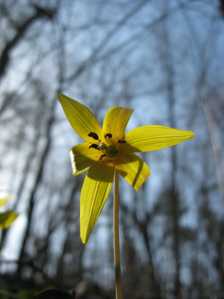 Trout lilies bloom at Bowman's Hill Wildflower Preserve, Tuesday, April 9th, 2013.  www.thesanguineroot.com