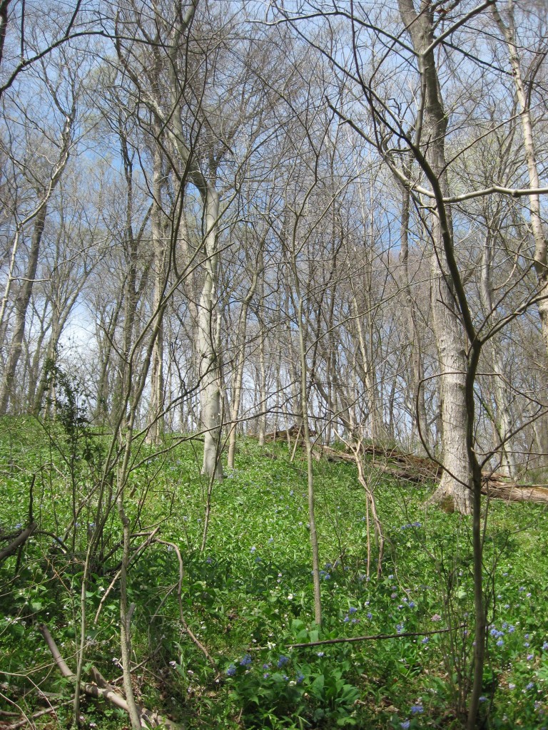 Shenks Ferry Wildflower Preserve, Sunday, April 14, 2013. www.thesanguineroot.com