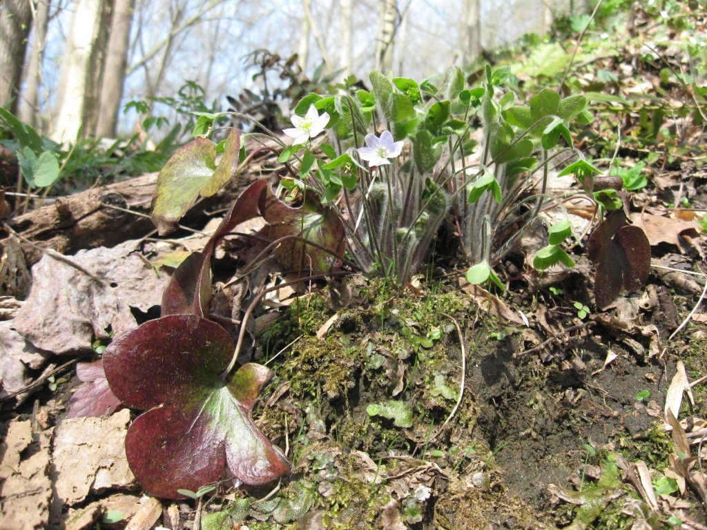 Shenks Ferry Wildflower Preserve, Sunday, April 14, 2013. www.thesanguineroot.com