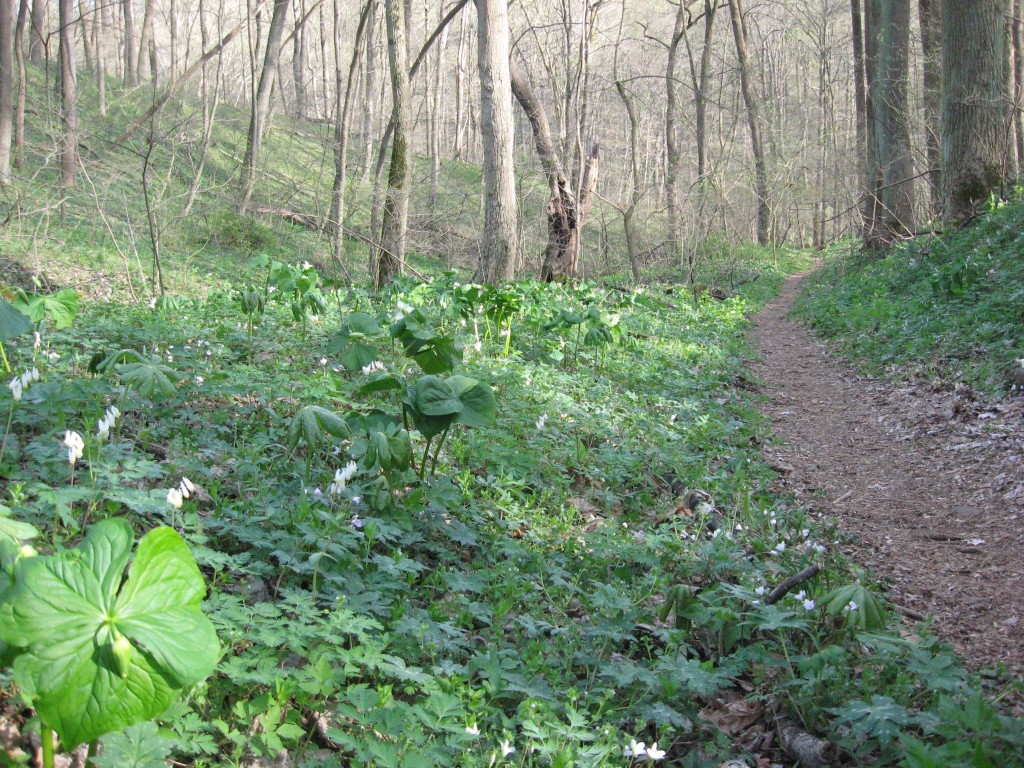 Shenks Ferry Wildflower Preserve, Sunday, April 14, 2013. www.thesanguineroot.com