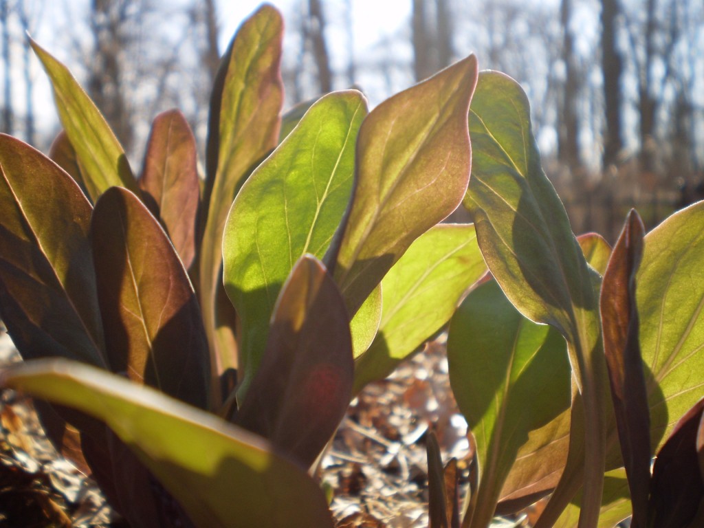 bluebells, The Sanguine Root native plant garden, Philadelphia, Pennsylvania