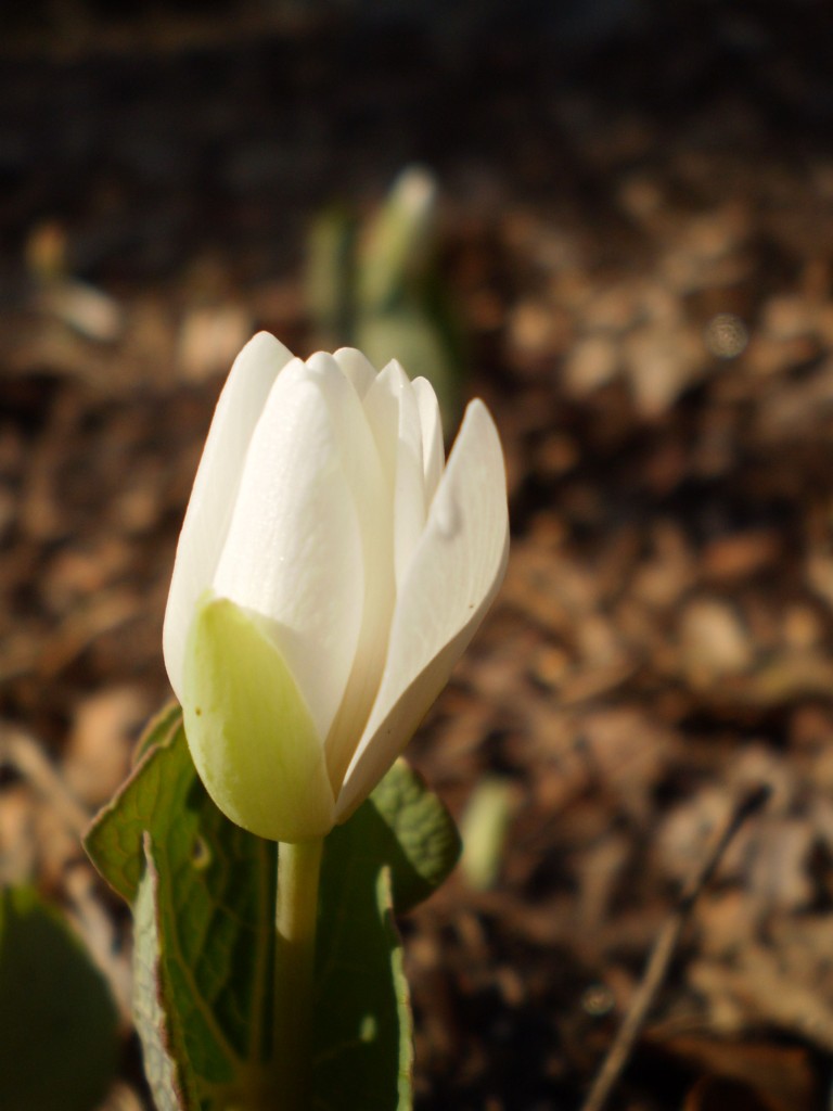  Bloodroot, The Sanguine Root native plant garden, Philadelphia, Pennsylvania