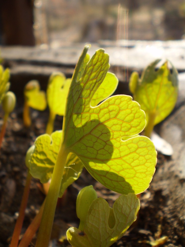  Bloodroot, The Sanguine Root native plant garden, Philadelphia, Pennsylvania