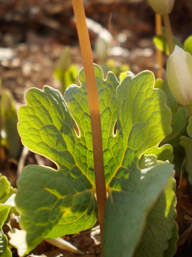  Bloodroot, The Sanguine Root native plant garden, Philadelphia, Pennsylvania