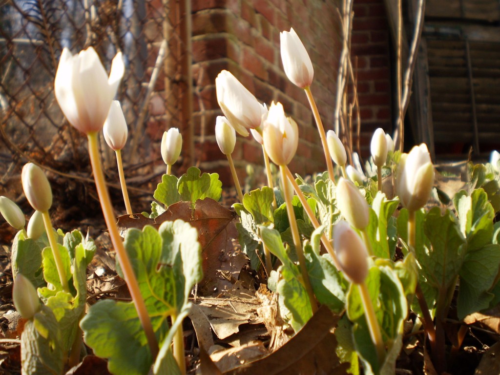  Bloodroot, The Sanguine Root native plant garden, Philadelphia, Pennsylvania