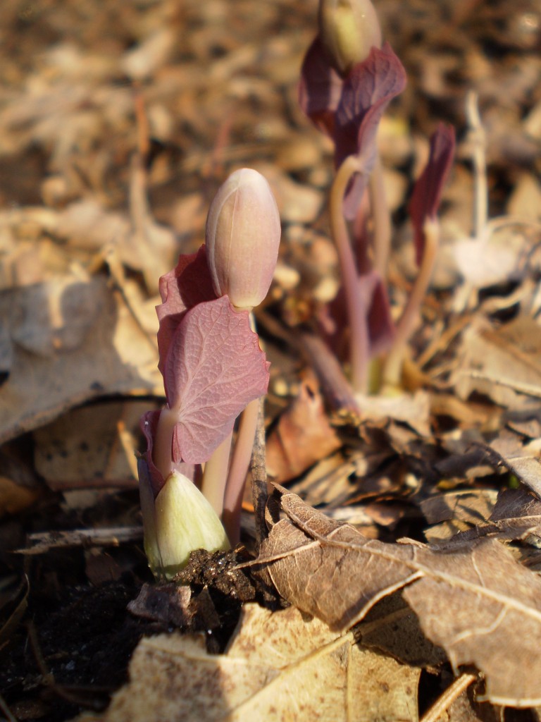   Twinleaf, The Sanguine Root native plant garden, Philadelphia, Pennsylvania