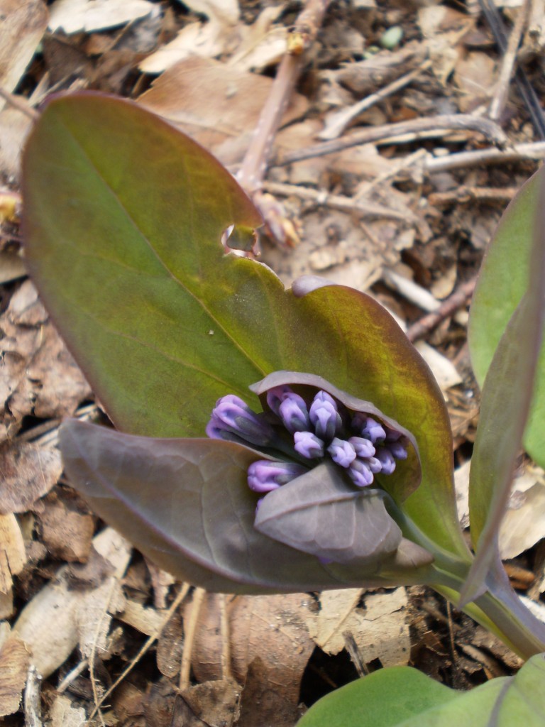    Bluebells, The Sanguine Root native plant garden, Philadelphia, Pennsylvania