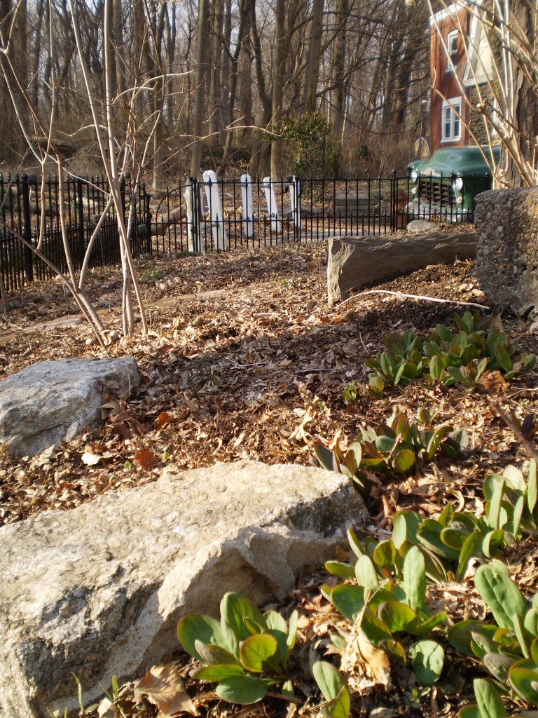 bluebells, The Sanguine Root native plant garden, Philadelphia, Pennsylvania