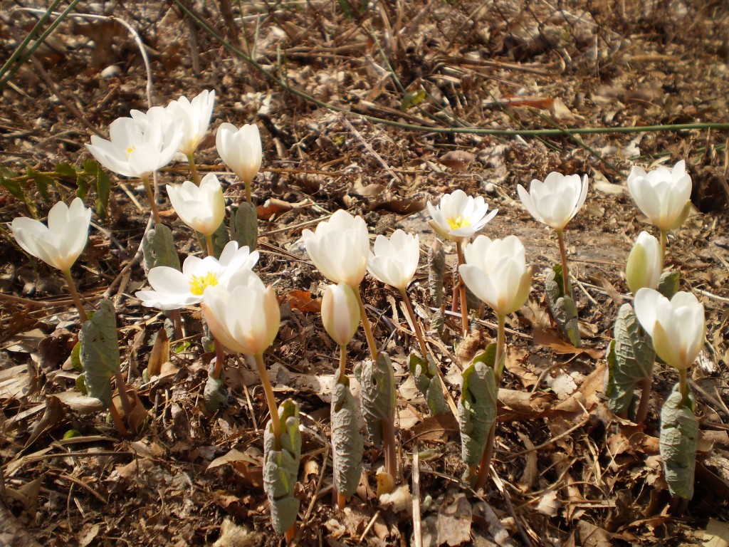 Bloodroot Blooms in our yard