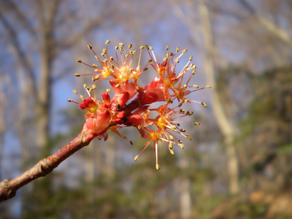 ELK NECK STATE PARK, MARYLAND