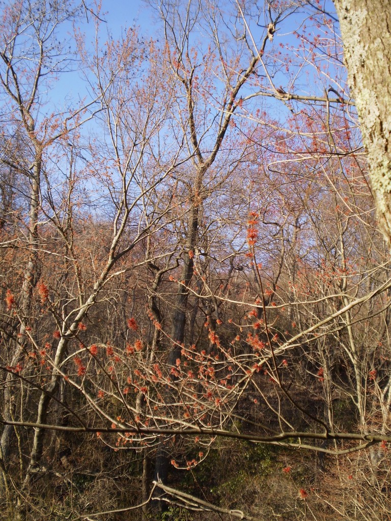 ELK NECK STATE PARK, MARYLAND