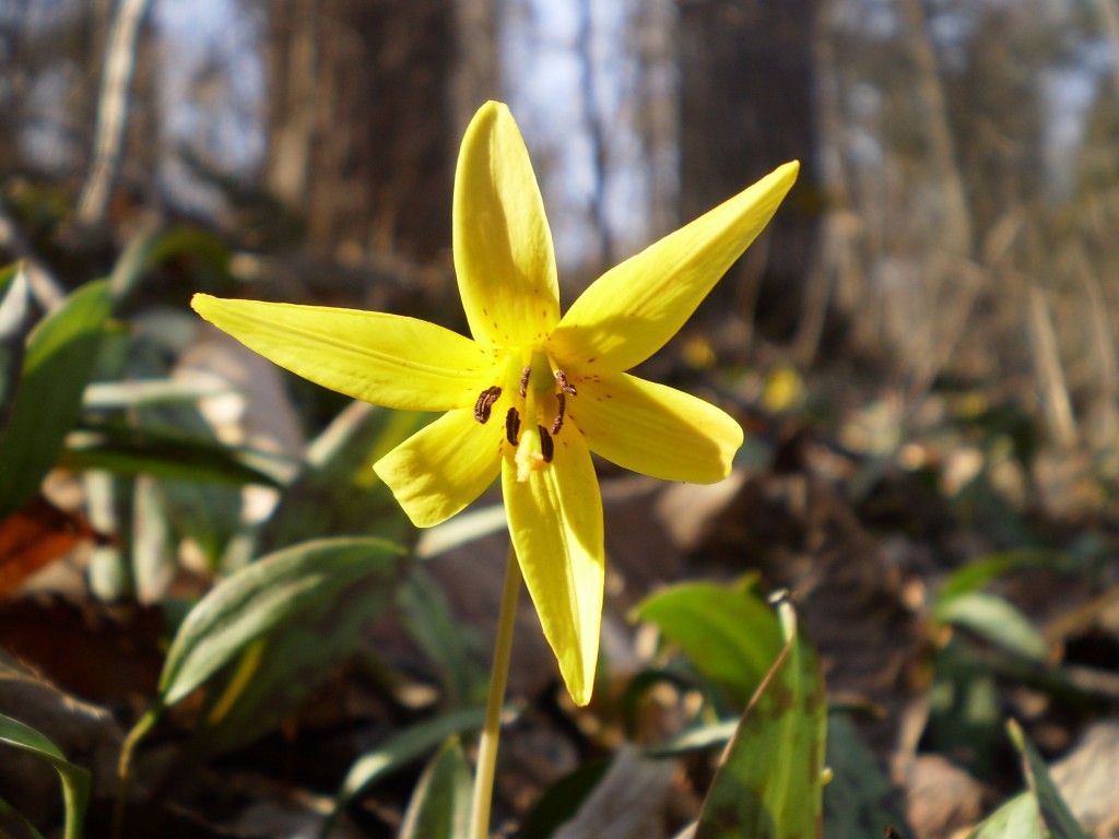 Trout lilies bloom at Bowman's Hill Wildflower Preserve, Tuesday, April 9th, 2013.  www.thesanguineroot.com