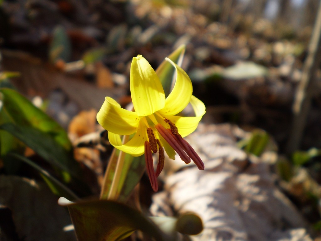 Trout lilies bloom at Bowman's Hill Wildflower Preserve, Tuesday, April 9th, 2013.  www.thesanguineroot.com