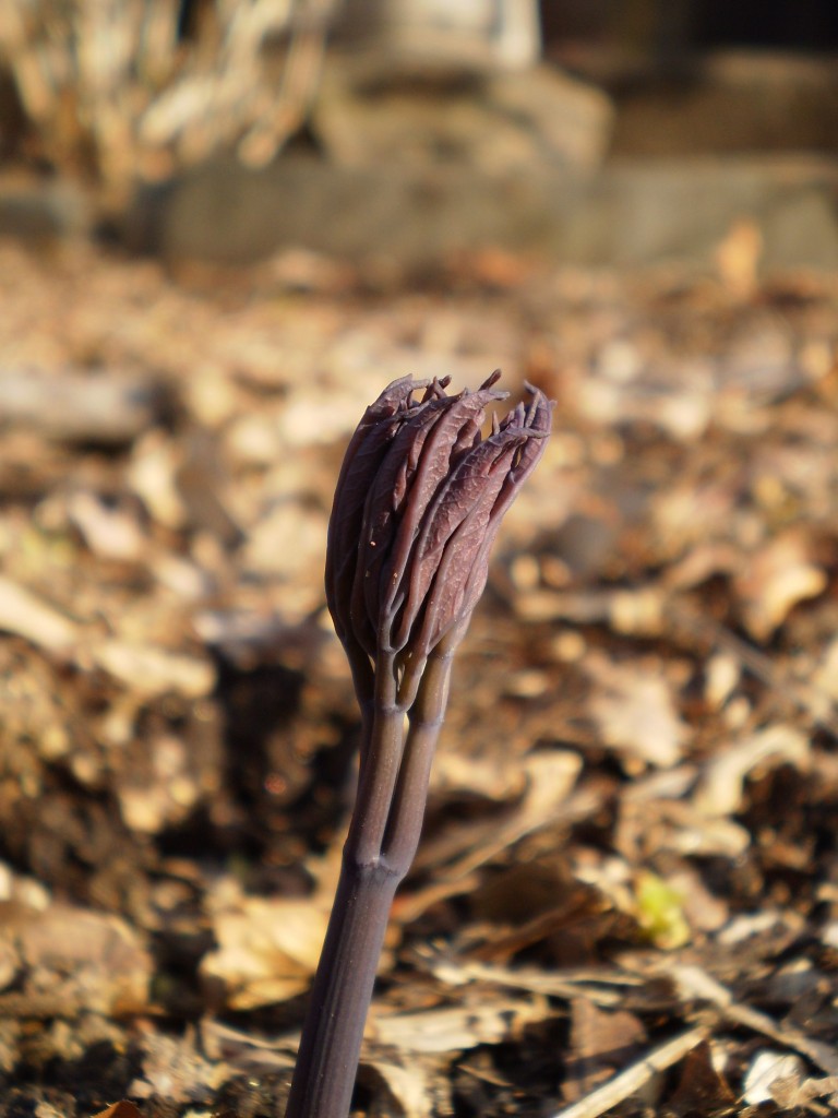    Blue Cohosh, The Sanguine Root native plant garden, Philadelphia, Pennsylvania