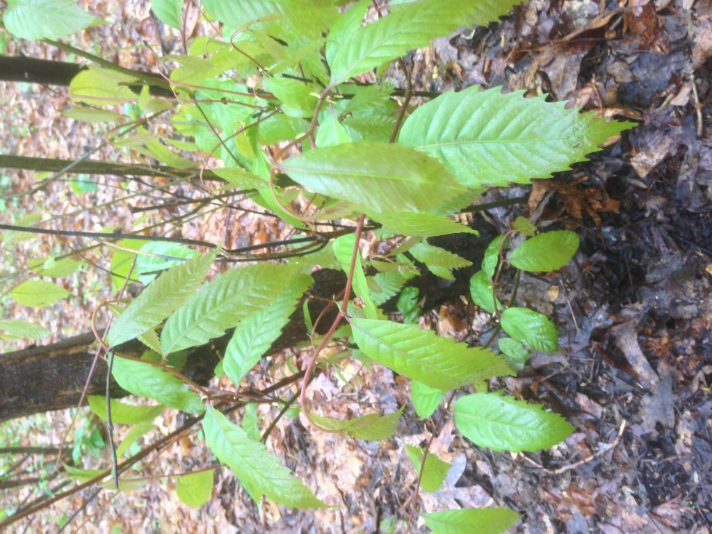 Castaneda dentata, Photo taken in Morris park April 29, 2013.www.thesanguineroot.com