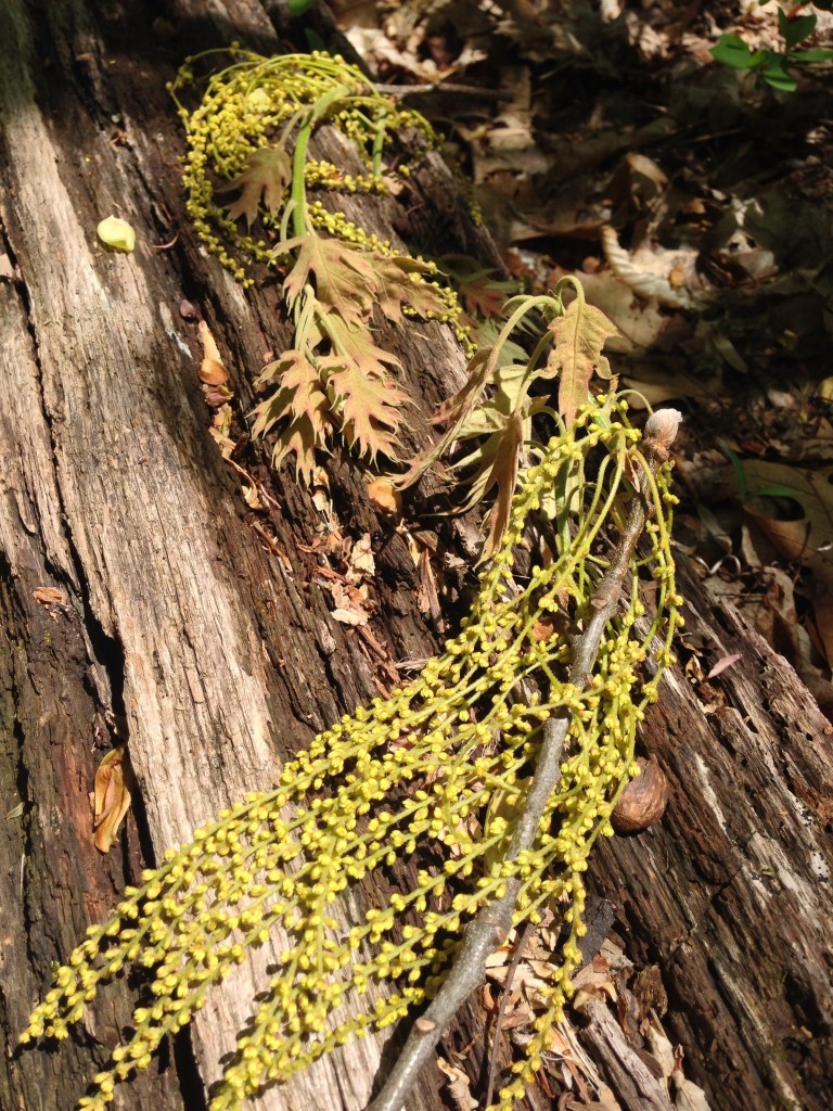 Black Oak, (Quercus velutina), flowers and young leaves. 