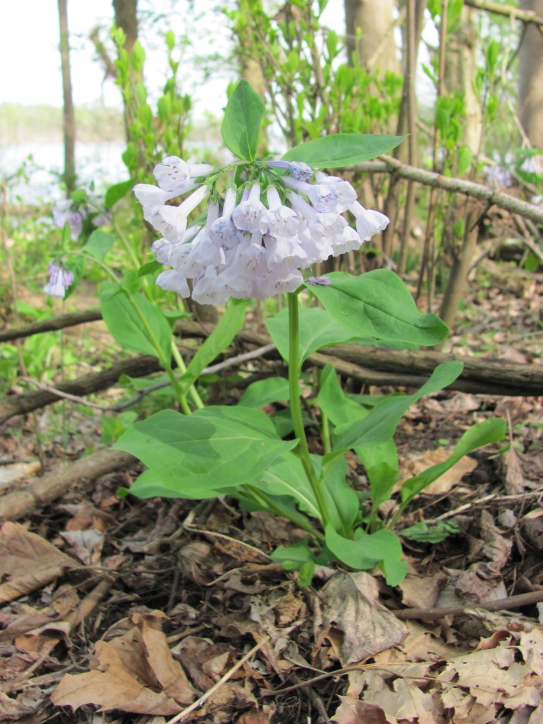 White Bluebells, Susquehanna State Park, Maryland