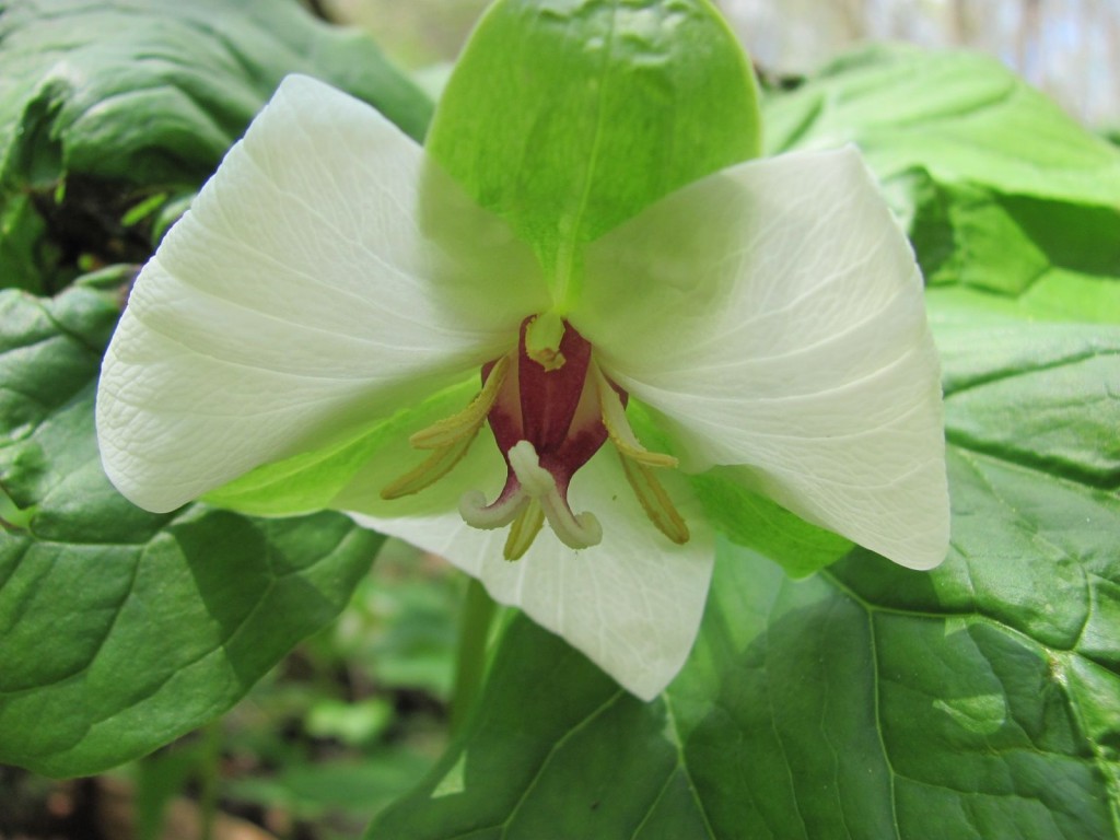  Ferncliff wildflower Preserve