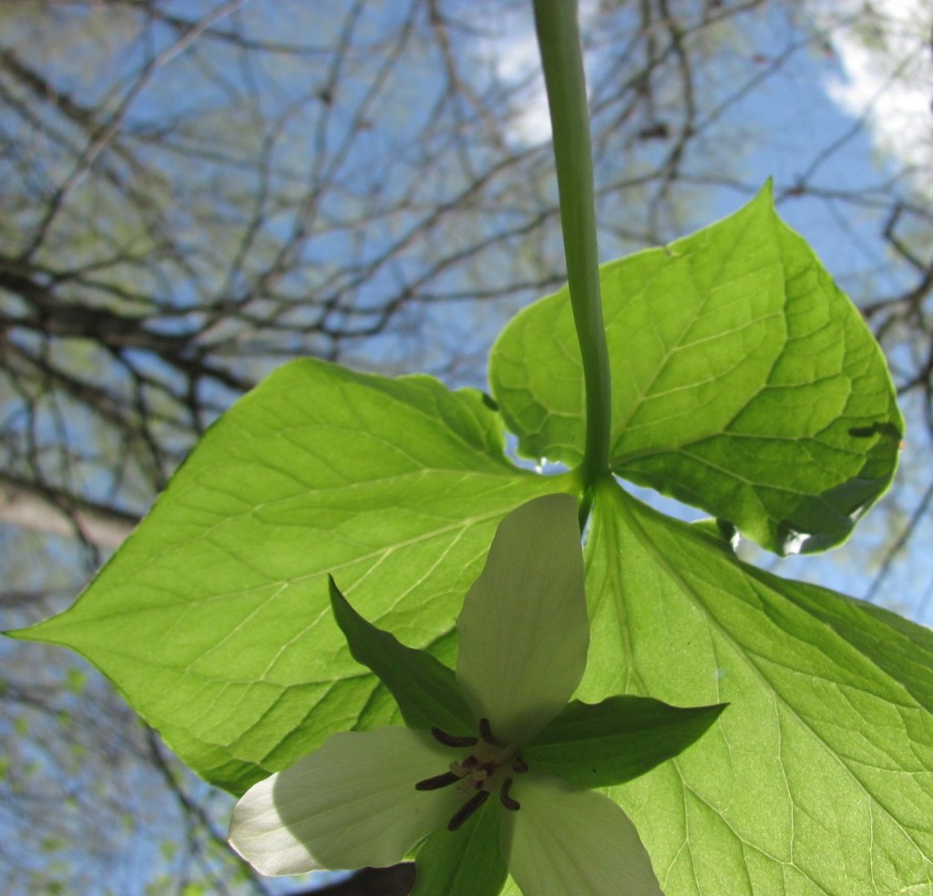  Ferncliff wildflower Preserve