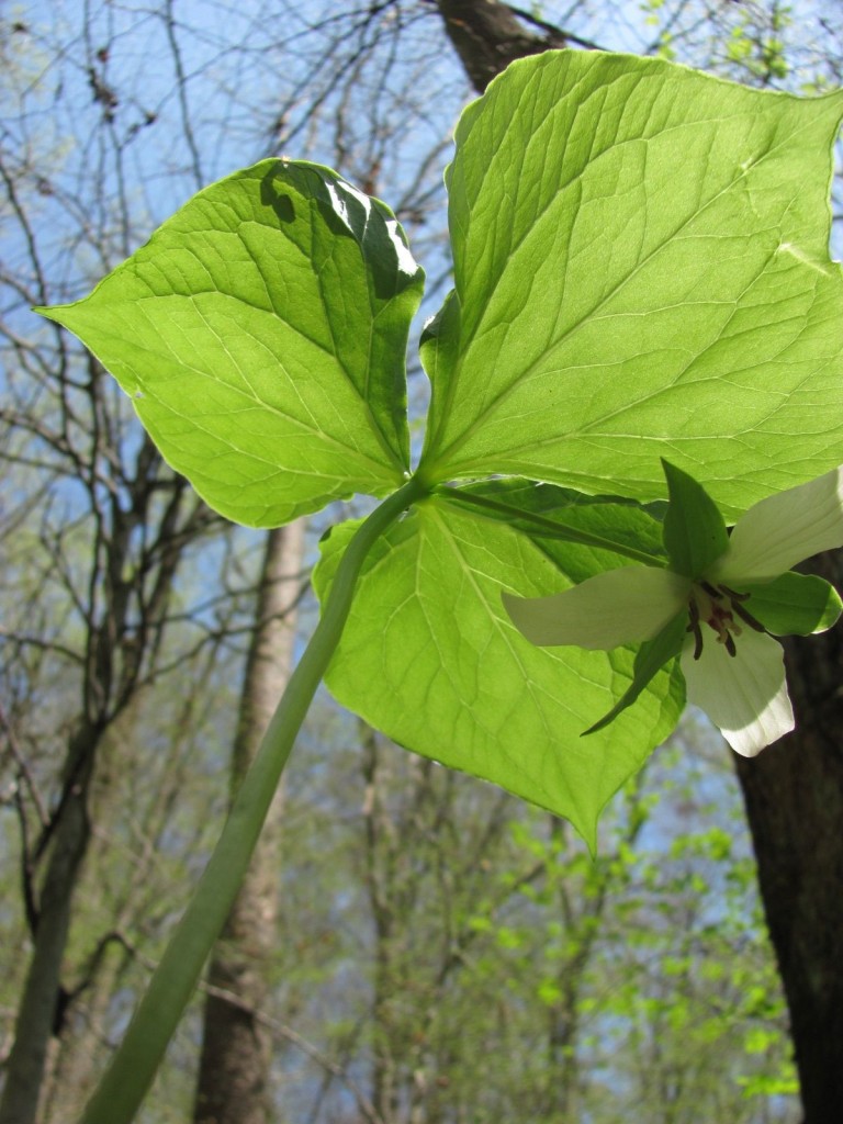 Trillium cernuum, Ferncliff wildflower Preserve