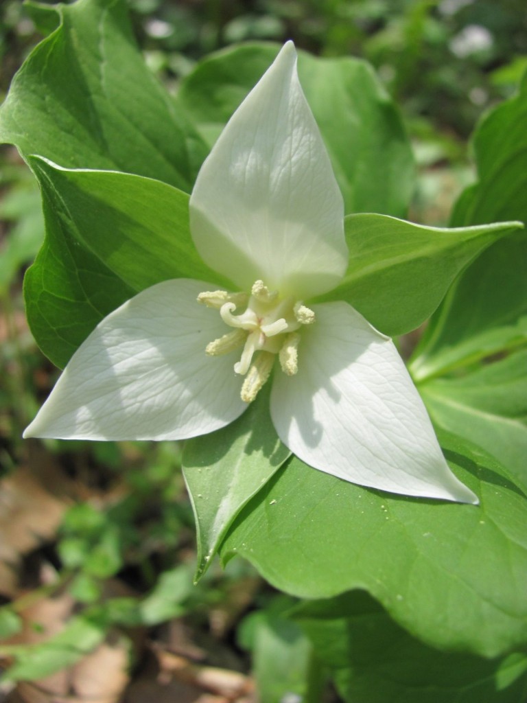  Ferncliff wildflower Preserve