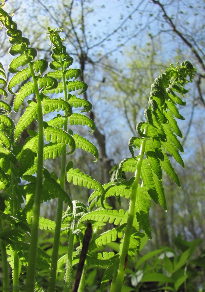  Ferncliff wildflower Preserve