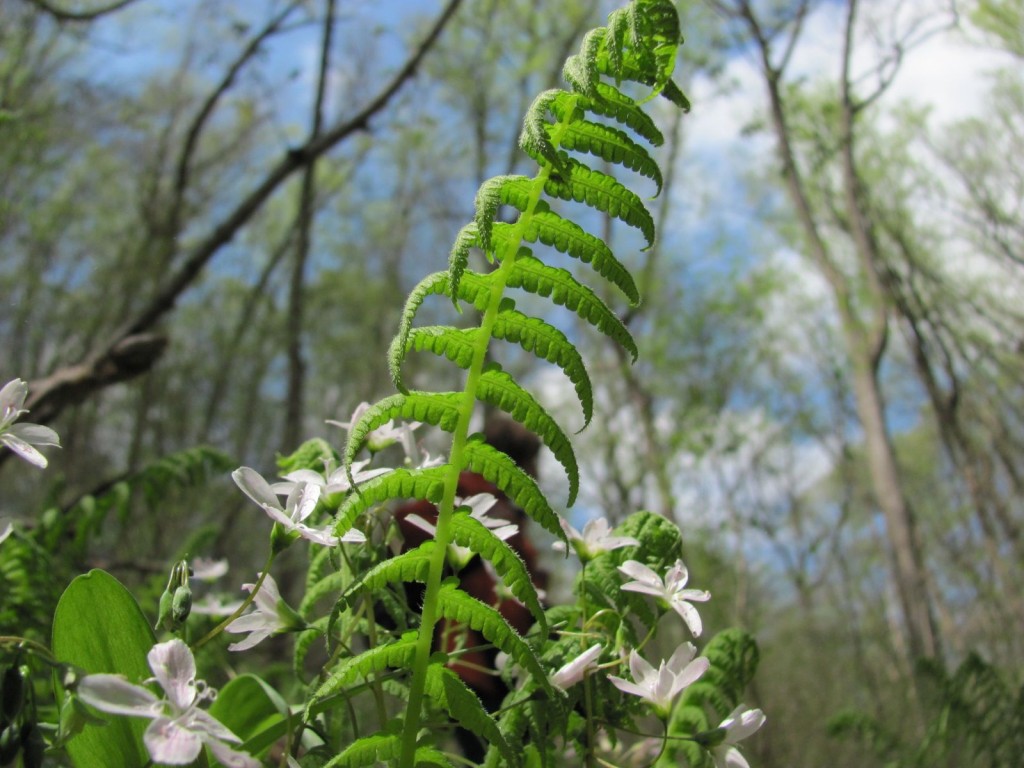  Ferncliff wildflower Preserve