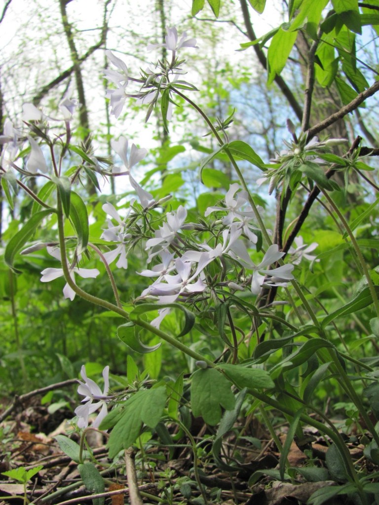  Ferncliff wildflower Preserve